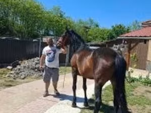 Kuda betina, Horses
