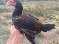 Chickens — عکس 6