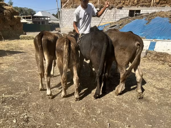 گاو نر, Swiss cattle