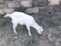 بکری, Saanen goat — تصویر 4