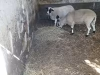 مینڈھا, Dorper sheep — تصویر 3