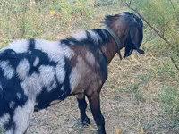 بز نر, Nubian Goat — عکس 7