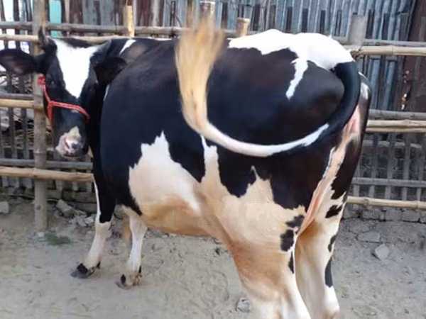 Sigir, Bifalo — Bangladesh