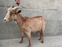 Kambing betina, Alpine goat — foto 3