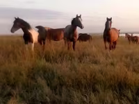 Азаргагүй морь, Horse breed — 3 зураг