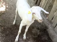 Koza, Nubian Goat — foto 3