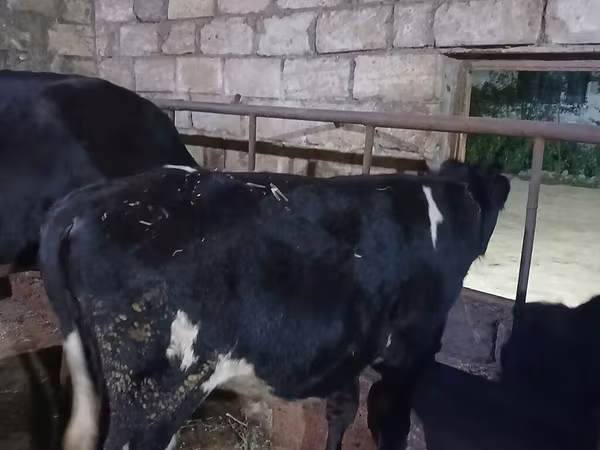 Ταύρος, Russian Black pied cattle