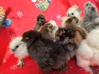 Silkie — foto 3