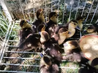Ducks — الصورة 3