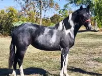 Kuda betina, Horses — foto 2