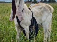 Buk, Gulabi goats — foto 2