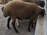 قوچ, Blackheaded Persian sheep — عکس 1