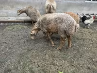 Biri-biri betina, Sheep — foto 3