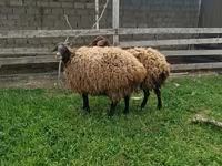 Ոչխար, Ոչխարներ — լուսանկար 2