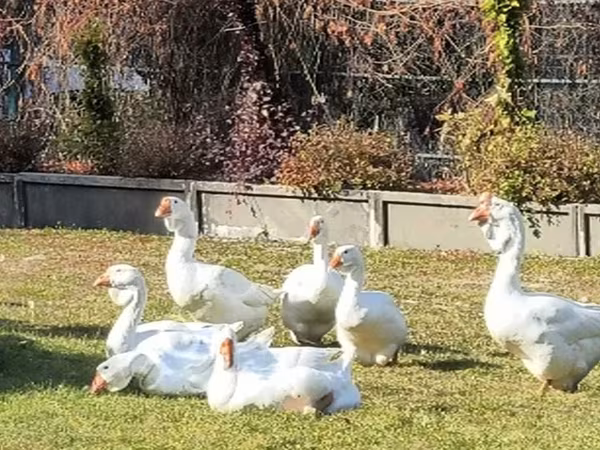 Geese — Rusia