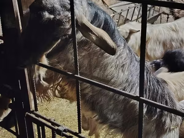 Արու այծ, Alpine goat