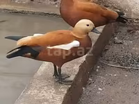 Ducks — foto 1