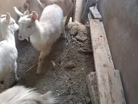 Kambing betina, Saanen goat — foto 2