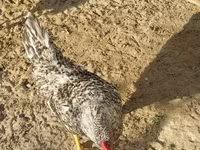 Chickens — الصورة 1