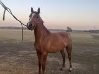 Caballo, Caballos — foto 5