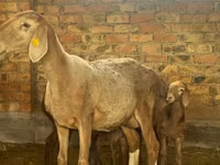میش, Arashan sheep — عکس 5
