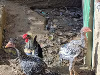 Chickens — تصویر 2