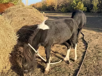 Жребец, Коне — снимка 2
