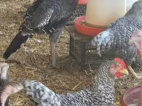 Turkeys — zdjęcie 1