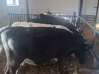 Banteng, Cattle — foto 3
