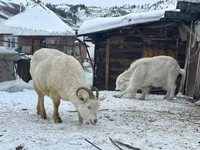 Koza, Saanen goat — foto 1