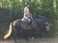 Kuda jantan, Andalusian horse — foto 2