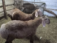 แกะตัวผู้, Arashan sheep — รูปภาพ 3