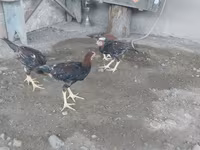 Chickens — fotografija 2