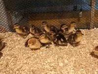 Ducks — լուսանկար 2