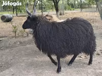 میش, Racka sheep — عکس 2