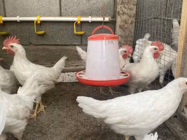Leghorn — Kyrgyzstan