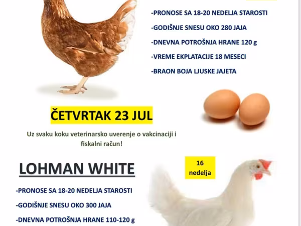Lohmann Brown