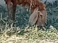 Schaf, Schafe — Foto 1