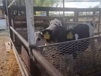 ხარი, Russian Black pied cattle — ფოტო 3