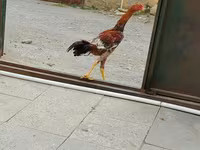 Chickens — عکس 3