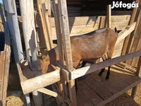 Capră, Alpine goat — foto 1