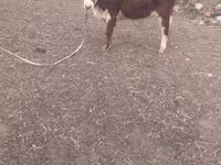گاو نر, Simmental cattle — عکس 1