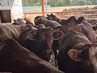 Toro, Simmental cattle — foto 5