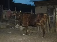 گاو نر, گاو — عکس 2
