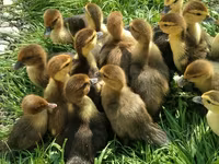 Ducks — Foto 6