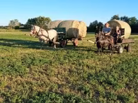 Kobyła, Friesian — zdjęcie 4