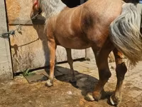 مادیان, اسب — عکس 2