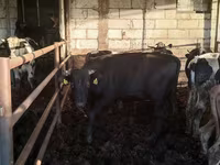 Lembu jantan, Simmental cattle — foto 6