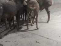 Beran, Hissar sheep — foto 7