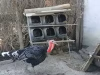 Turkeys — عکس 3